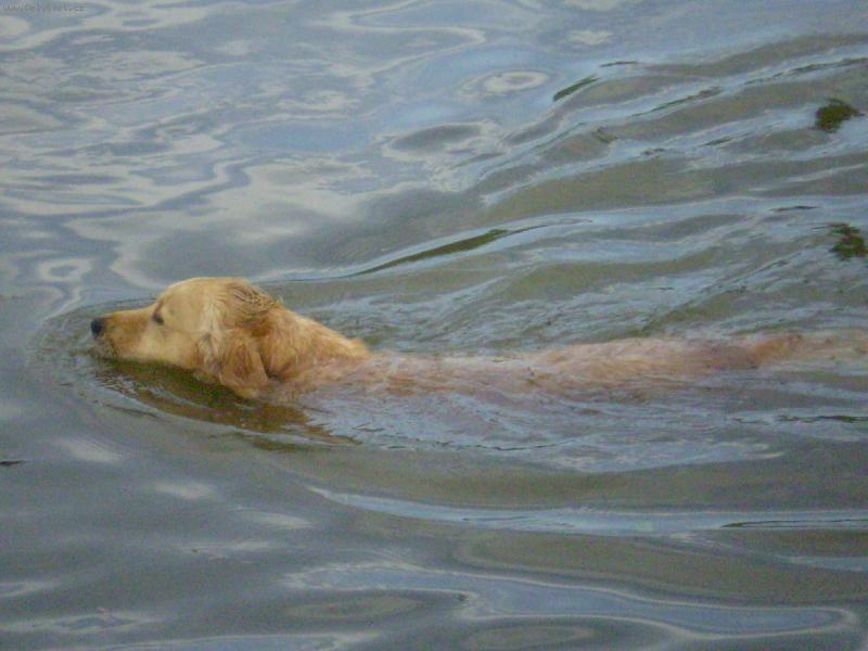 Foto: Cora-Jen si tak plavu