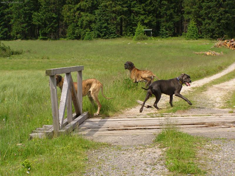 Foto: na procházce-Amigo, Ascani a Lul :-)))