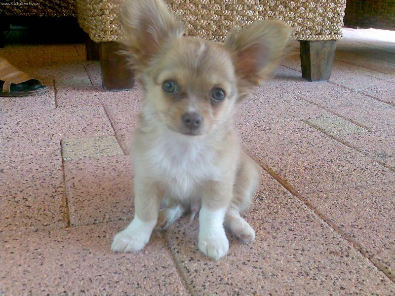 Foto: Yoki-do tých ušiek som ešte nedorástol :-)