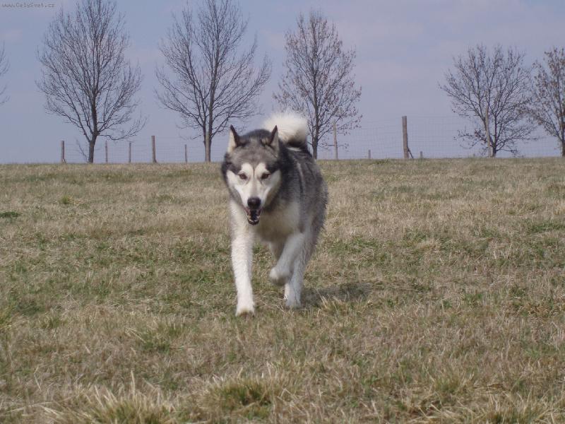 Foto: Naše malamutská krasavice Eibinka