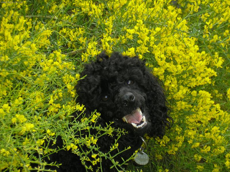 Foto: V květinkách:)-Tak takhle se rochním v kytičkách,to jsme model,co?!:)