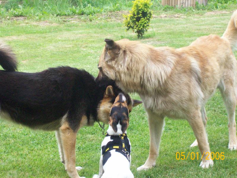 Foto: Psí trojkoalice-co je šeptem.....