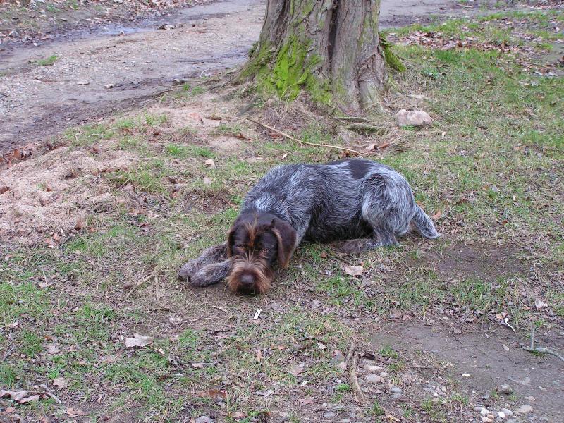 Foto: Český Fousek-Bent z Chatrnosti