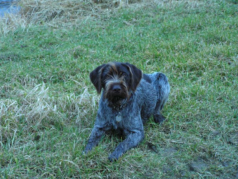 Foto: Český Fousek-Bent z Chatrnosti