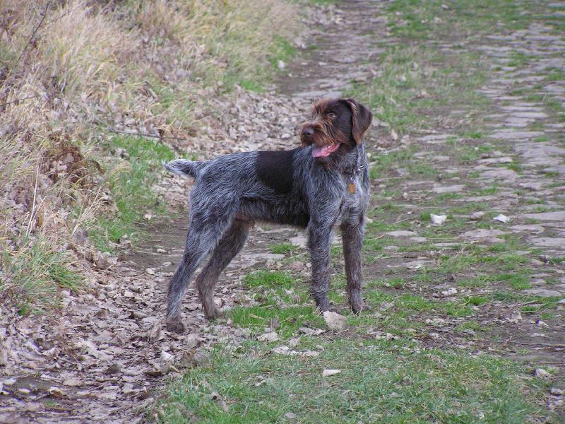 Foto: Český Fousek-Bent z Chatrnosti