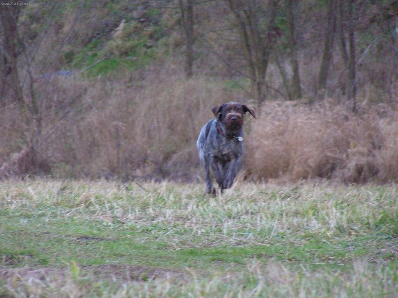 Foto: Český Fousek-Bent z Chatrnosti