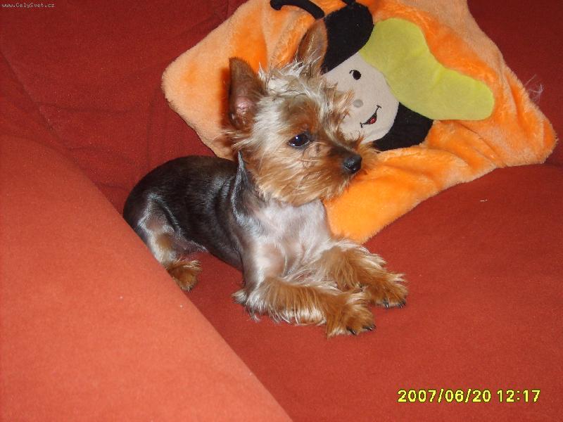 Foto: Jennynka-Jennynka po ostřihání