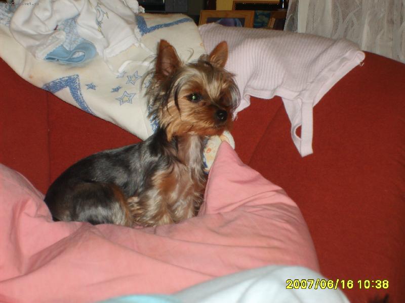 Foto: Jennynka-Jennynka před ostřiháním