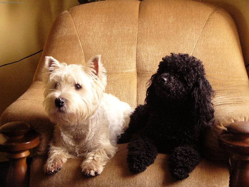 Foto: Náš pudlík Tomík a westík Sauron-nerozluční kamarádi