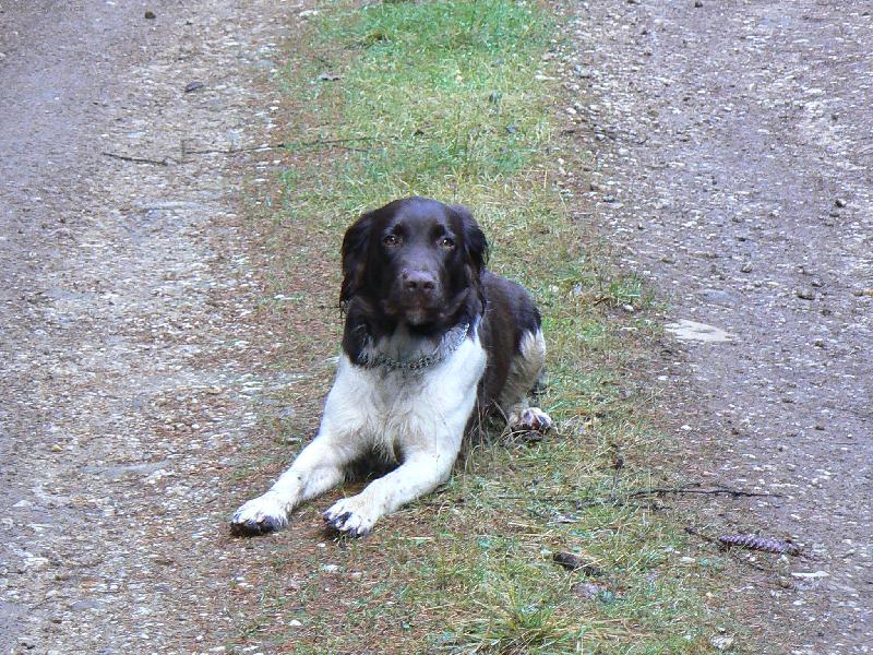 Foto: Hari z Vlasteckého vrchu "Briteček"