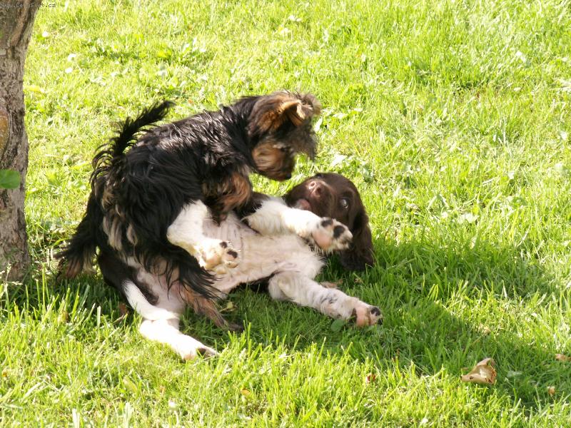Foto: Hari z Vlasteckého vrchu " Briteček"-moje první dny u paničky s kámošem Kinčou