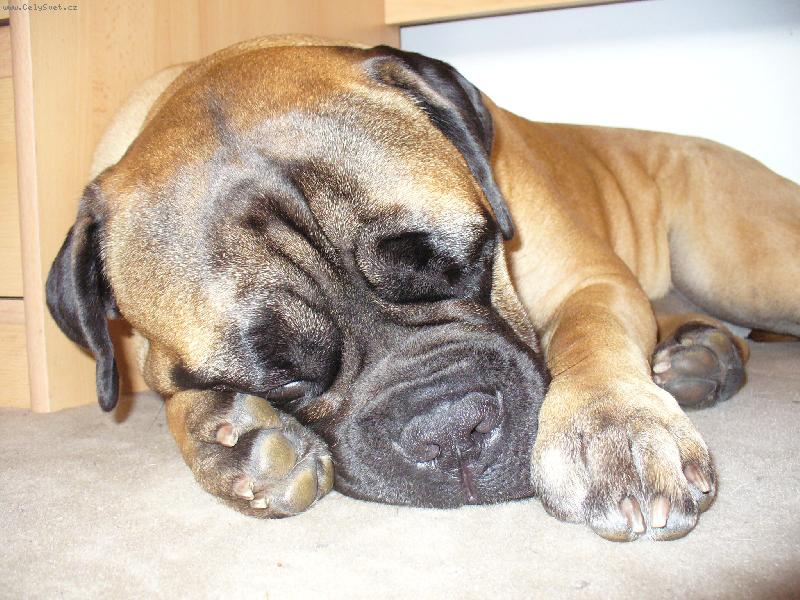 Foto: bulmastifka-spinkám