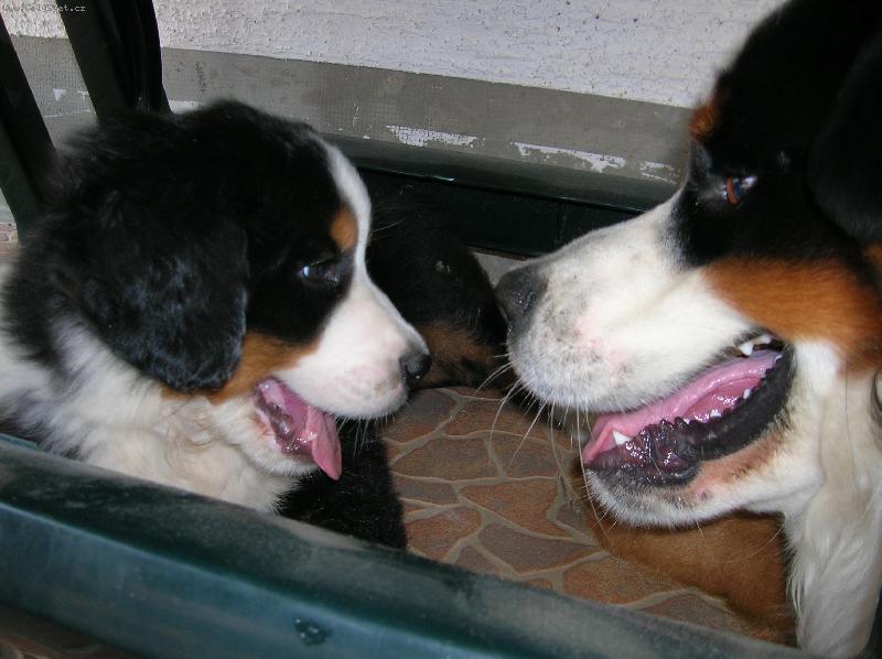 Foto: Akim a Casey-...z očí do očí