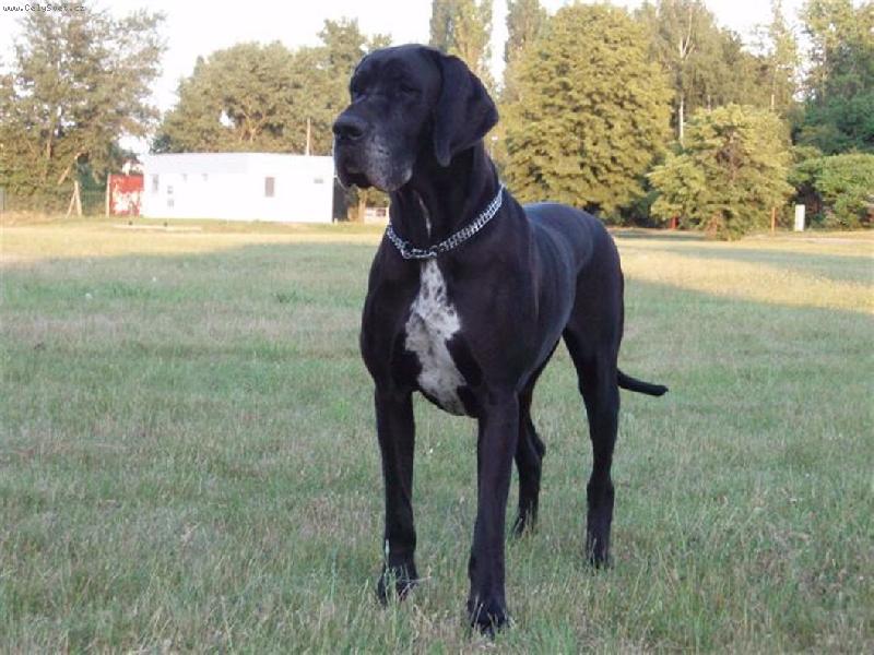 Foto: AURORA Silva Tarok-26 měsíců