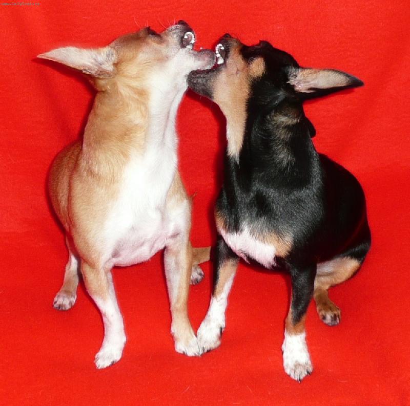 Foto: Celestýnek s Valentýnkem