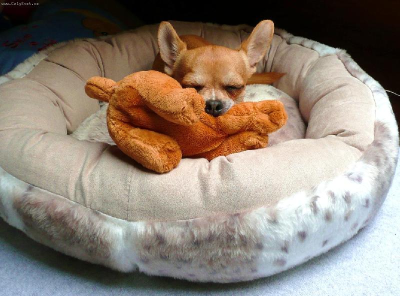 Foto: Celestýnek-Celoušek spinká