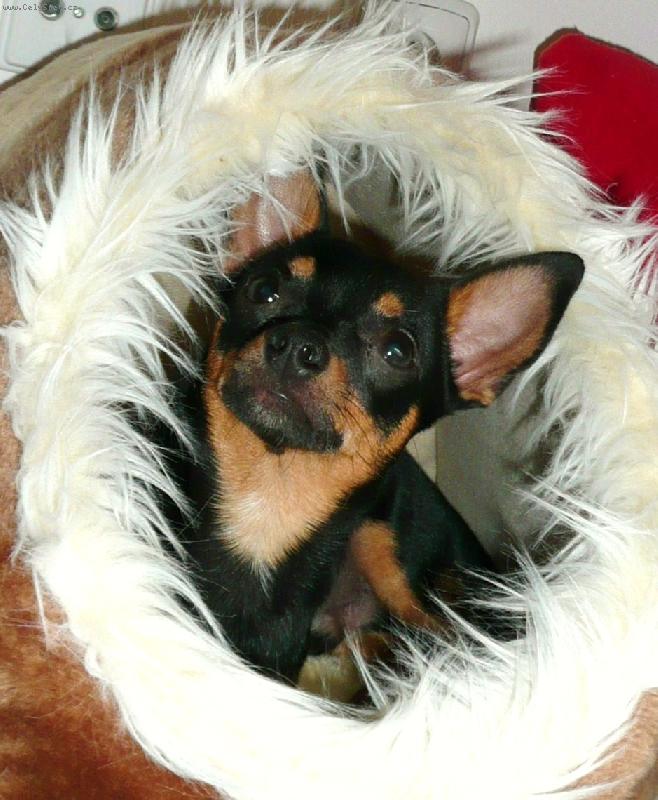 Foto: Valentýn-Valentýnek v kukani