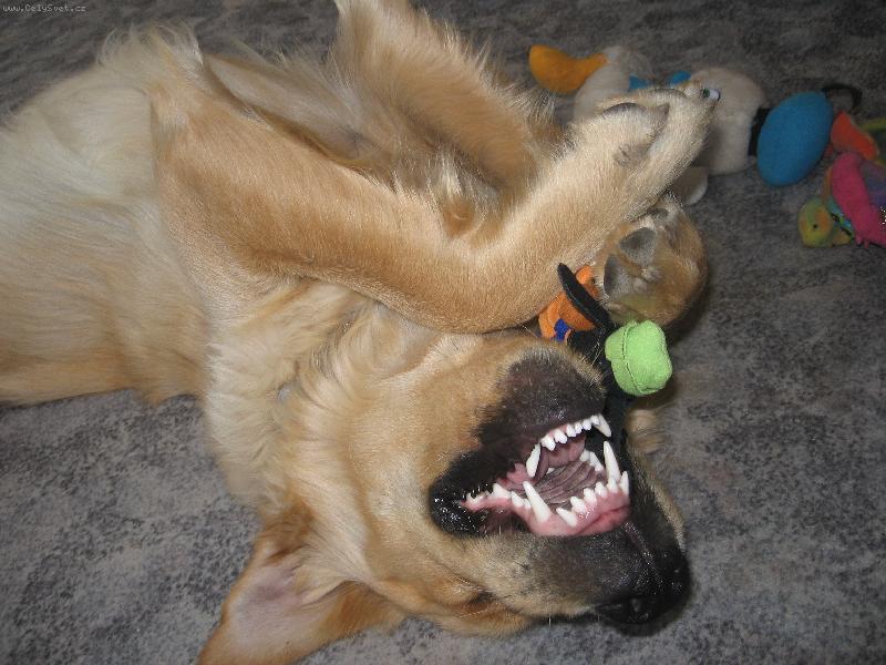 Foto: Můj 8iměsíční roák Jerry;)-Můj 8iměsíční roák Jerry;)