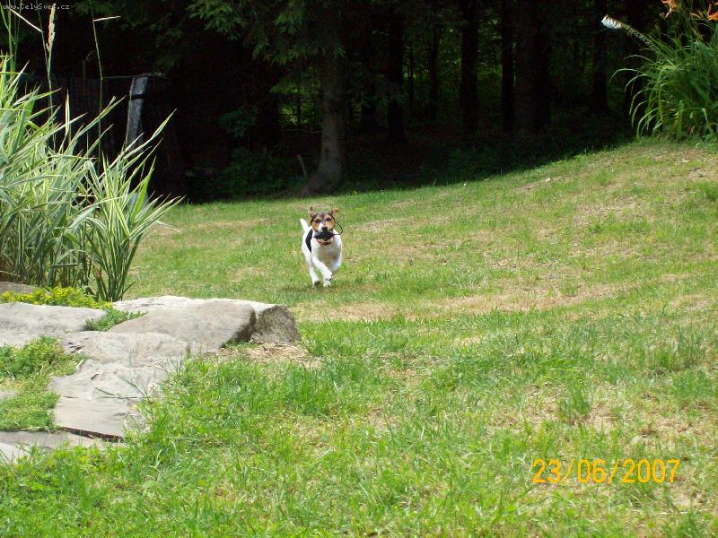 Foto: lov myši-dones....