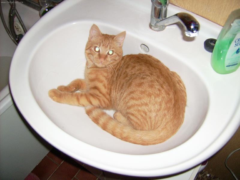 Foto: Náš Zigi-V umývadle je mi fajn