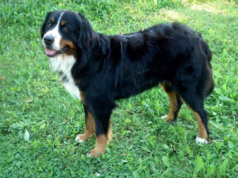 Foto: Brutus z Beskydských kopců-3letý pes