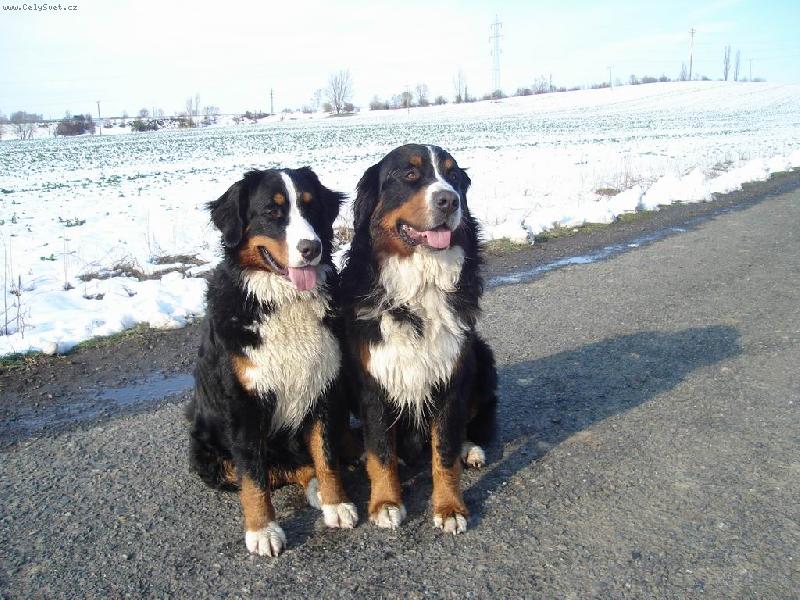 Foto: Iris Písecké hory a Brutus z Beskydských kopců-chovný pár do budoucna