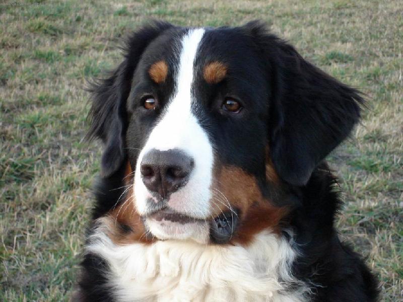 Foto: Iris Písecké hory-pohled do daleka