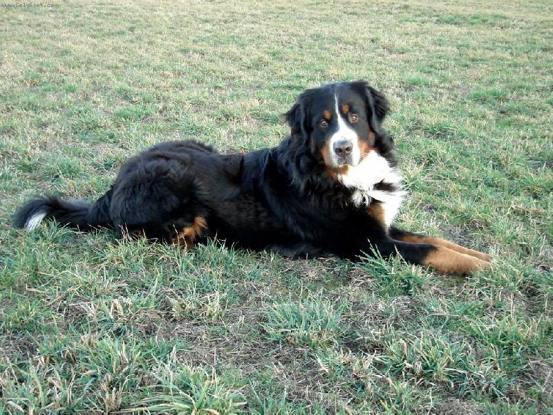 Foto: Brutus z Beskydských kopců-pohled do daleka