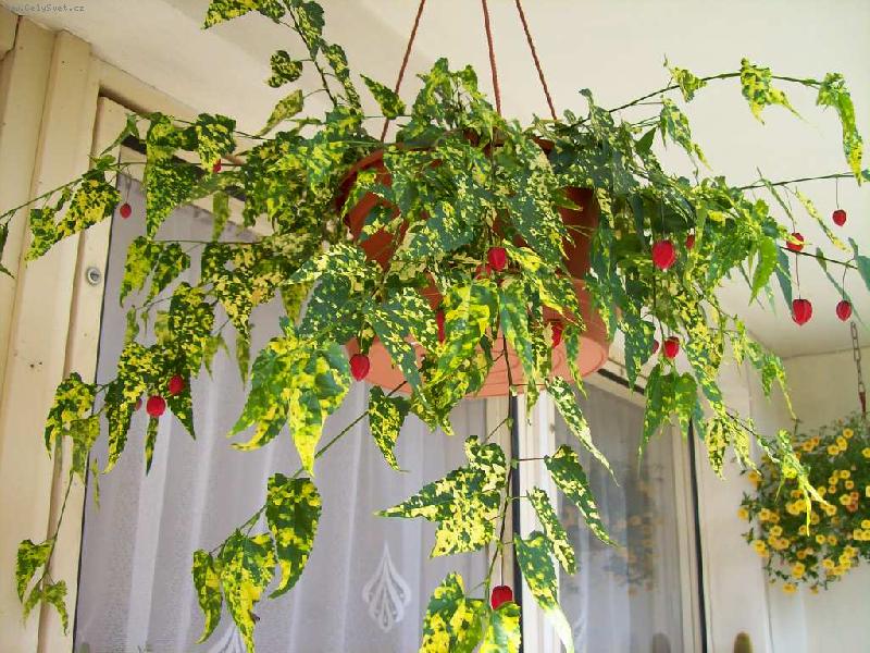 Foto: Mračňák v červnu