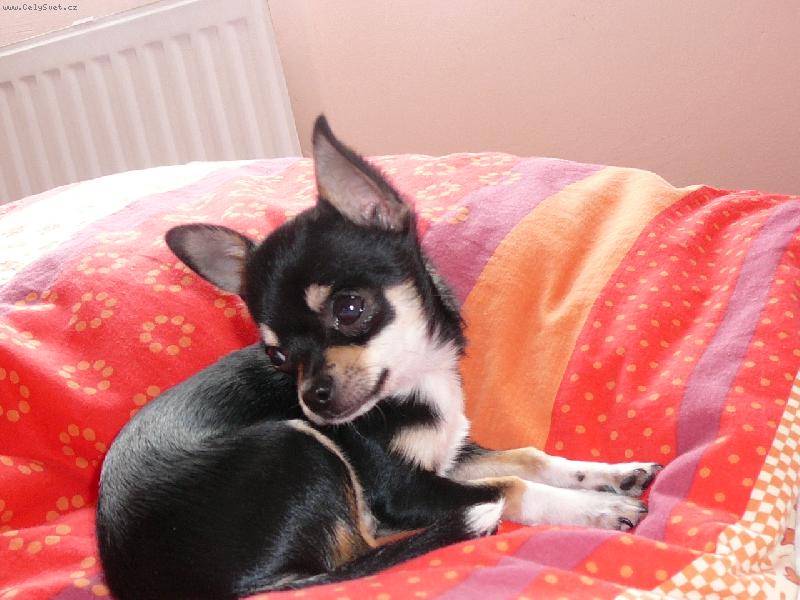 Foto: Čikýnek-Klááášný