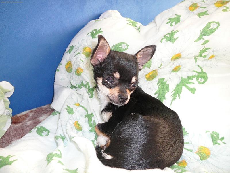 Foto: Čikoušek...-Proč mě budíš?