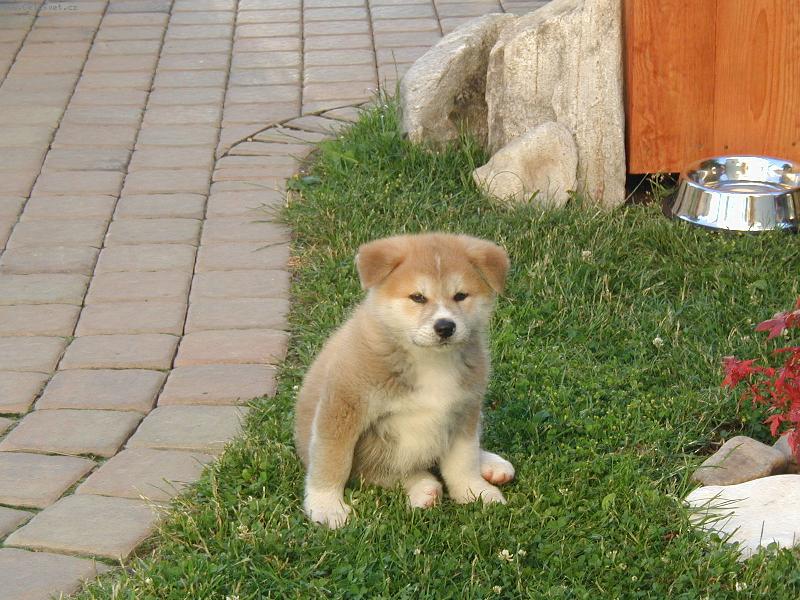 Foto: Budu hlídat jako můj táta-Akita-inu