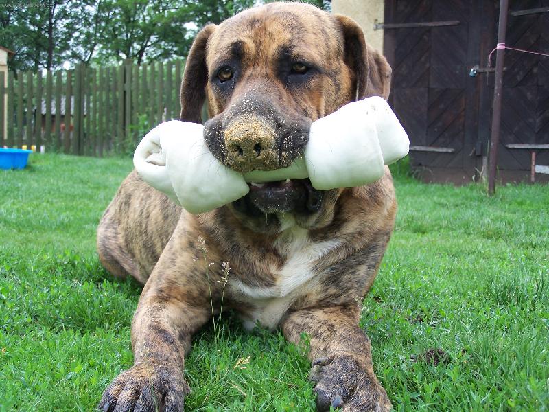 Foto: FIDEL-s kostičkou