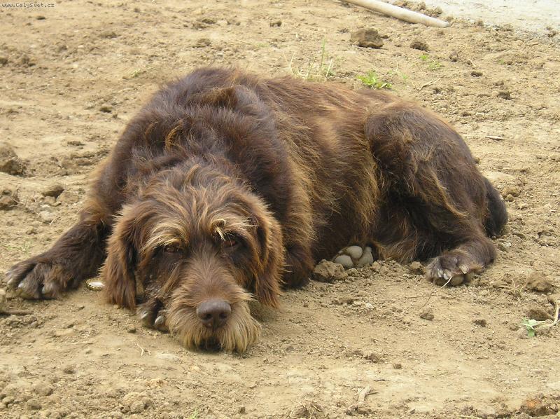 Foto: Argo-Je mu 10, tak už rád leží