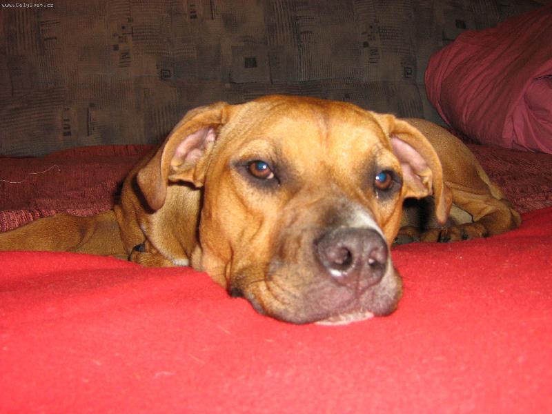 Foto: Kaisy-ať už se vrátí, ja se tady nudim