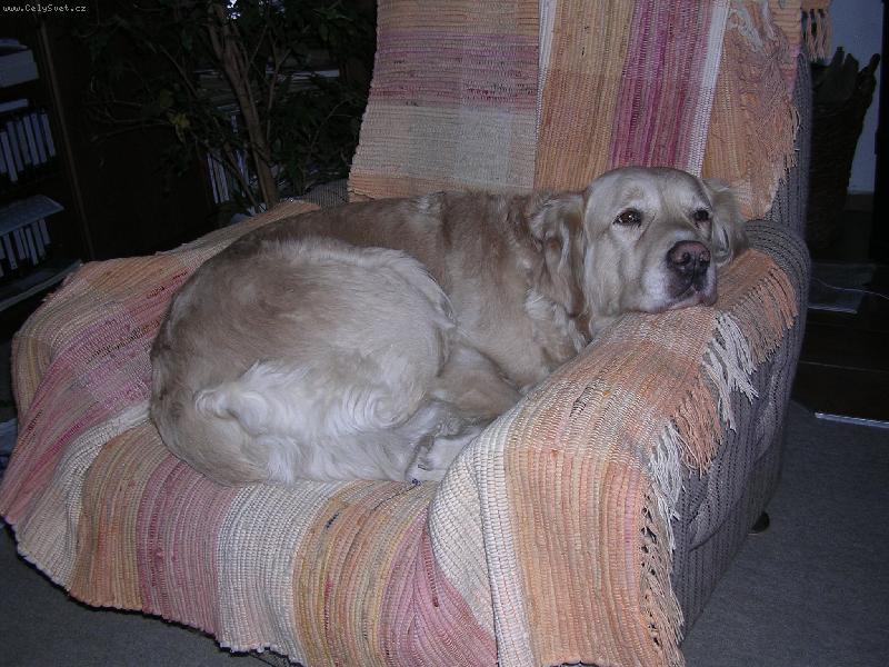 Foto: ZzZzZzZzZzZ-kesinecka spinuska é)