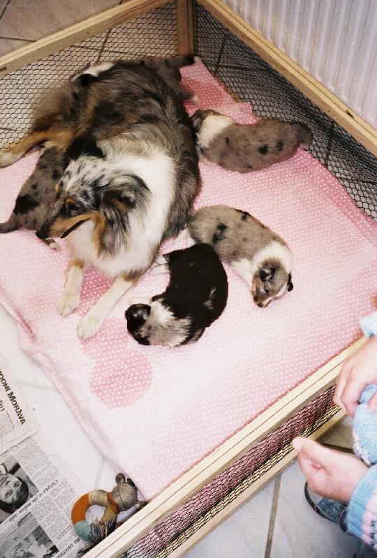 Foto: X-Lady Moravské srdce se štěňátky