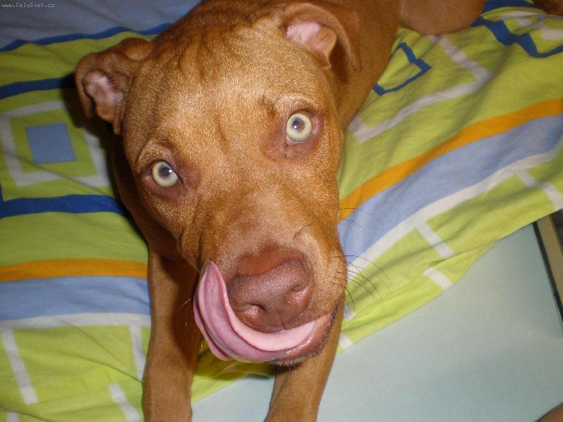 Foto: Sherry-to mám dlouhý jazyk,co?