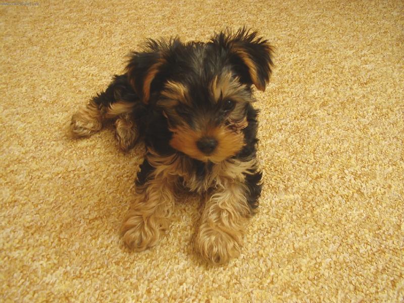 Foto: Bady-miláček rodiny