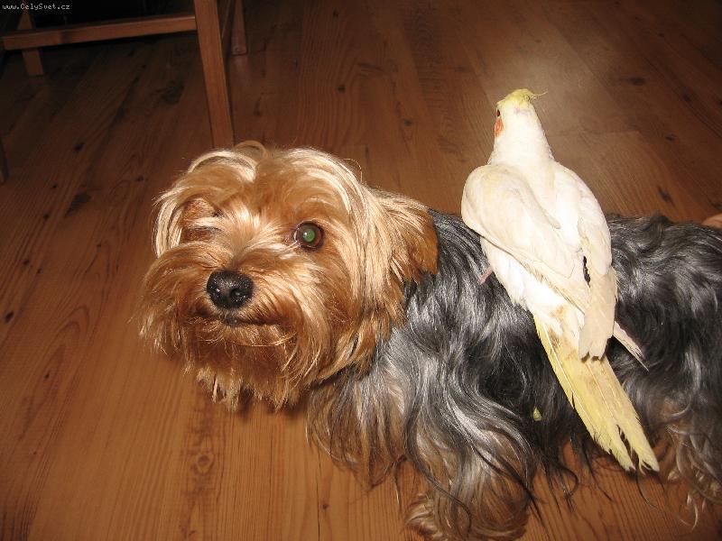 Foto: Miláček Charlí-Yorkšírský teriér