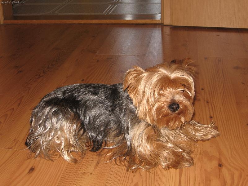 Foto: Yorkšírský teriér