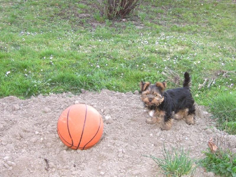 Foto: náš Maxík-na louce