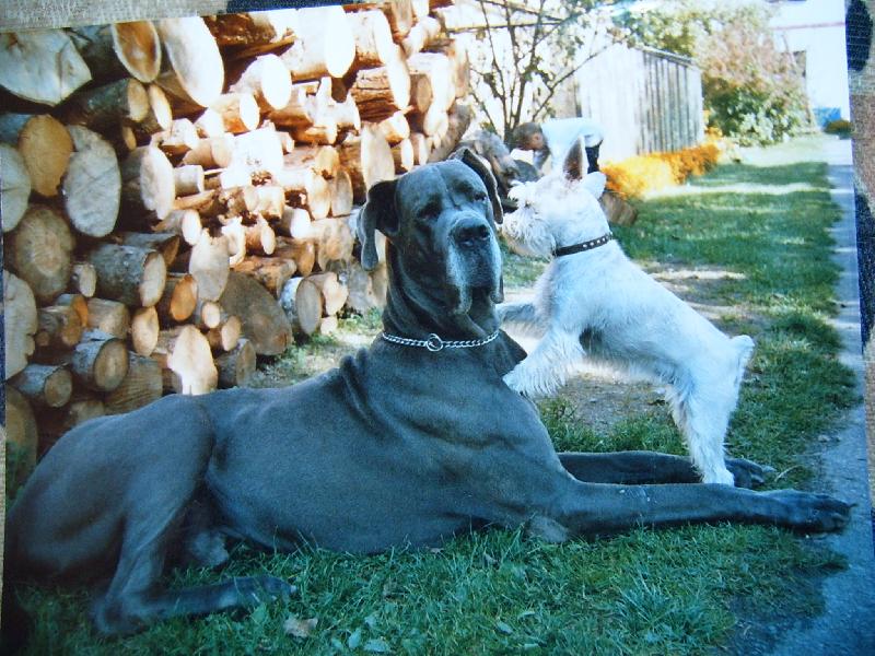 Foto: Bondy dog Bessen-Bondy dog Bessen