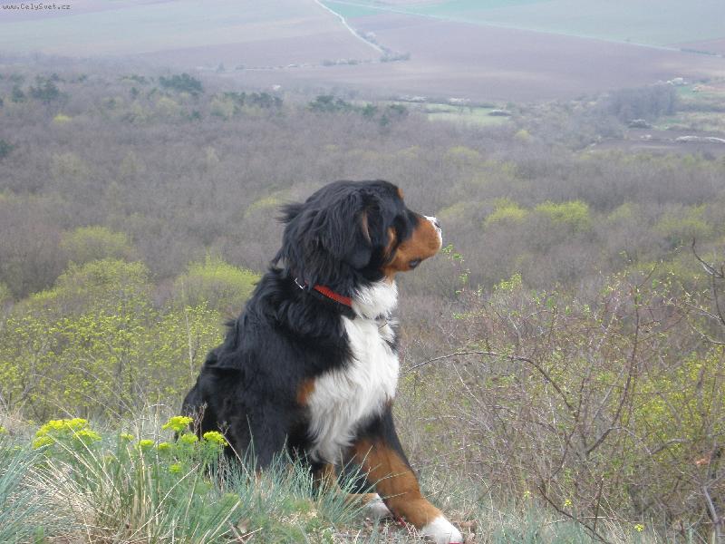 Foto: Chipča na skále