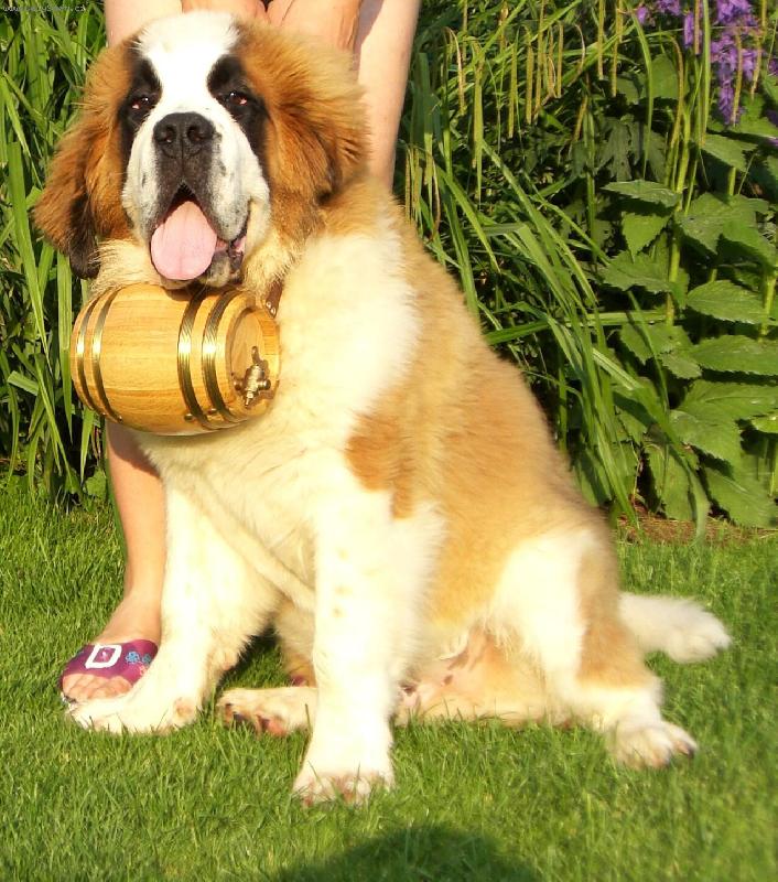 Foto: Dante spod Pajštůna-5 měsíců