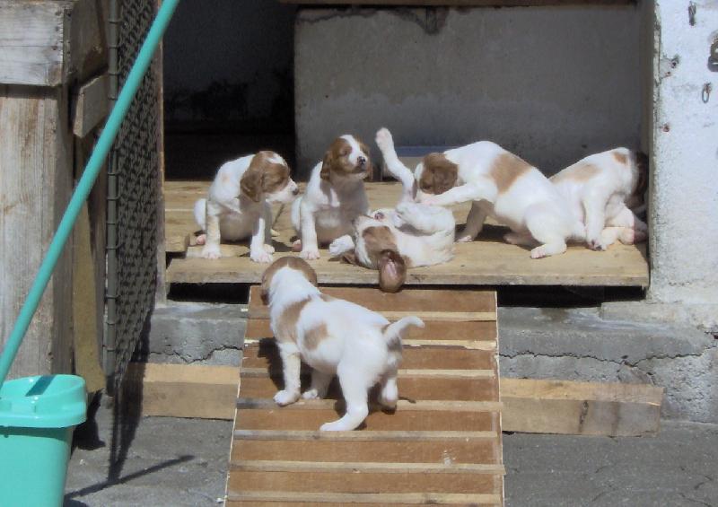 Foto: Štěnata-stáří štěnat 5 týdnů a objevují svět