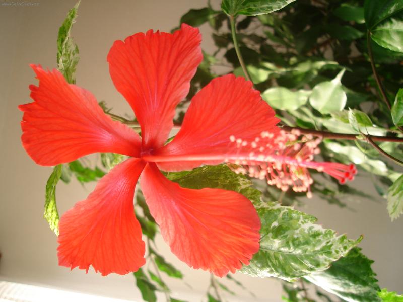 Foto: ibišek - žíhaný list