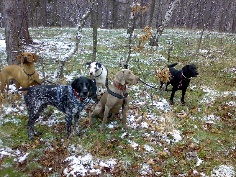 Foto: Dyk a jeho harém..