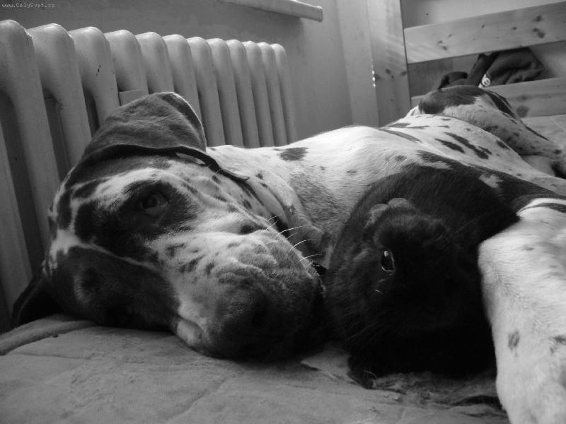 Foto: Leidynka s kamarádkou :0)