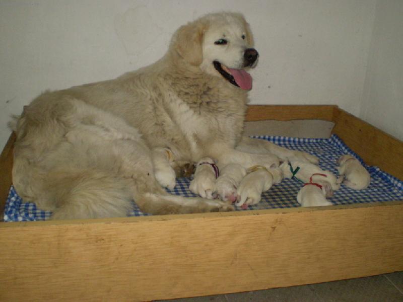 Foto: štěňátka s maminkou Nerkou